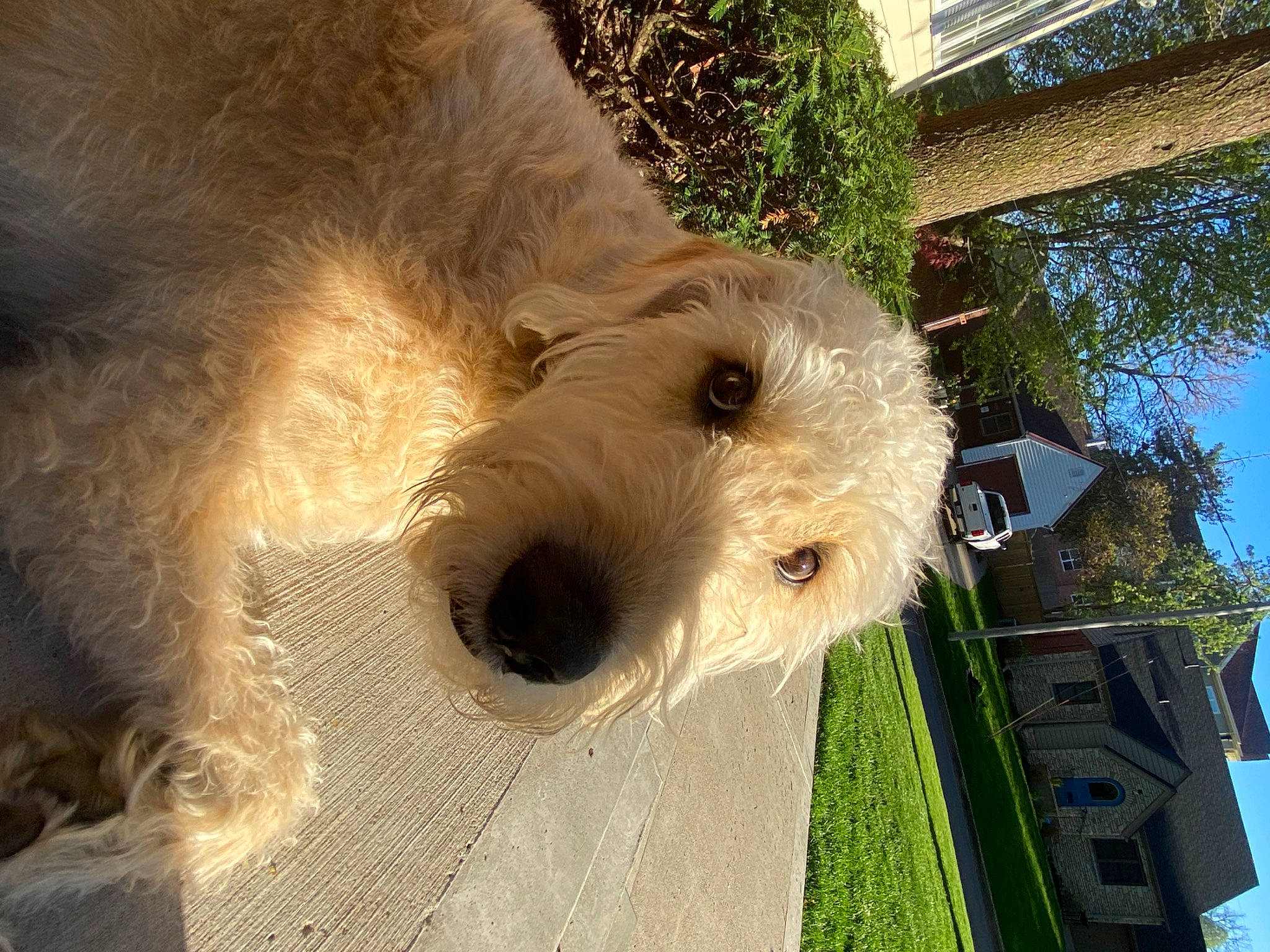 Benji joined the competition — help win amazing prizes! briquet_griffon_vendeen, canidae, carnivore, dog, dog_breed, dutch_smoushond, glen_of_imaal_terrier, goldendoodle, grand_basset_griffon_vendeen, mammal, nose, rare_breed_dog, schnoodle, small_terrier, snout, sporting_group, sporting_lucas_terrier, terrier, vertebrate, wire_hair_fox_terrier