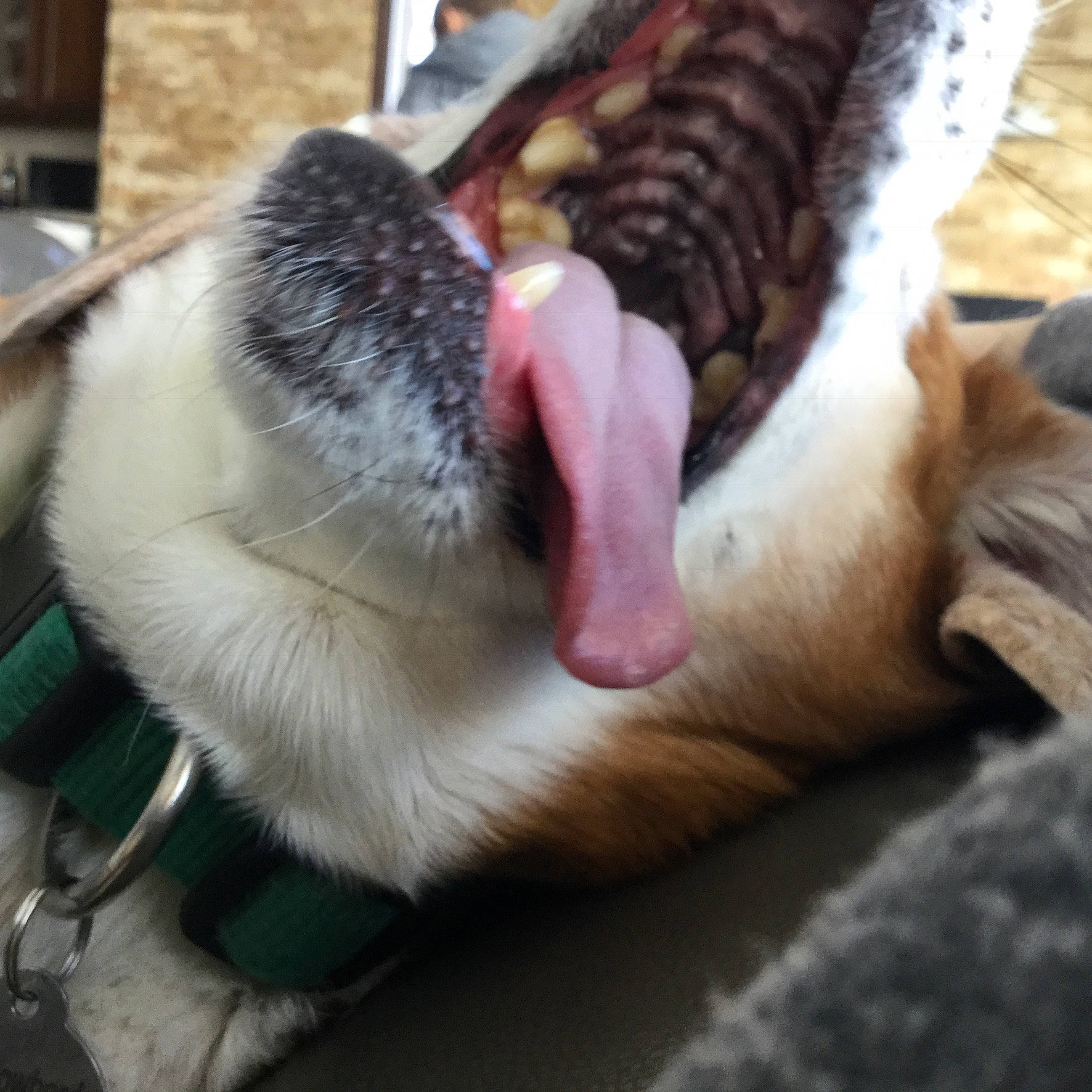 Ellie is registered to the contest to win money with this photo: canidae, carnivore, fawn, fur, jaw, mouth, nose, snout, whiskers