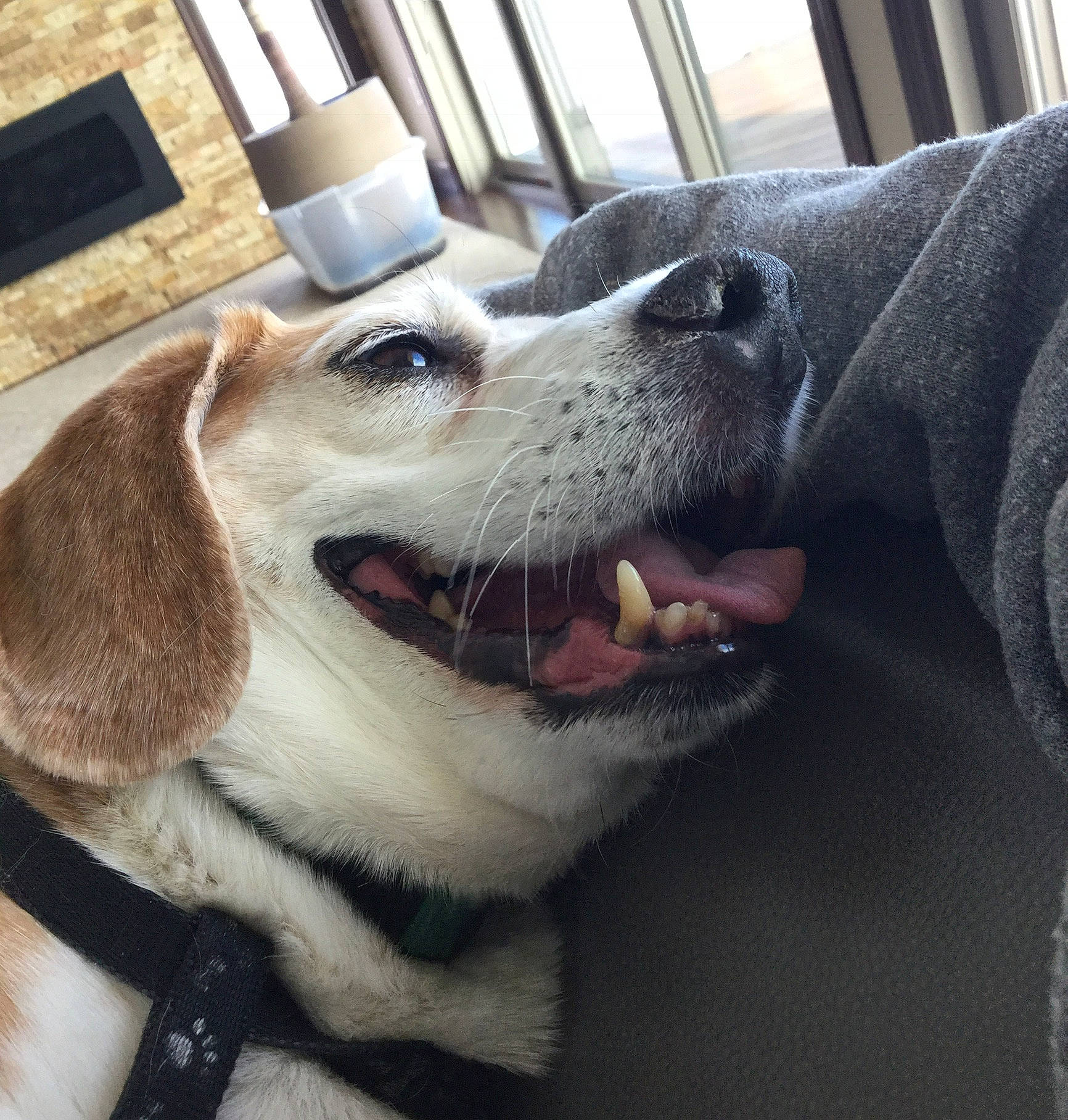 Ellie is registered to the contest to win money with this photo: canidae, carnivore, companion_dog, dog, dog_breed, ear, fur, nose, puppy, puppy_love, snout, sporting_group, whiskers