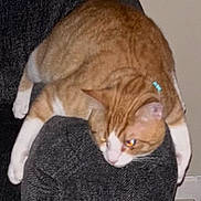 Michael Myers is registered to the contest to win money with this photo: animal, armrest, cat, couch, domestic, ears, feline, fur, furniture, home, indoor, legs, orange_cat, paws, pet, relaxed, stretching, whiskers, white_cat, yellow_eyes