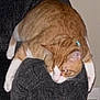 animal, armrest, cat, couch, domestic, ears, feline, fur, furniture, home, indoor, legs, orange_cat, paws, pet, relaxed, stretching, whiskers, white_cat, yellow_eyes