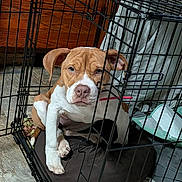 Zelda joined the competition — help win amazing prizes! animal, blanket, brown, cage, canine, crate, cushion, dog, ears, floor, fur, home, indoor, looking, nose, pet, puppy, resting, white, young