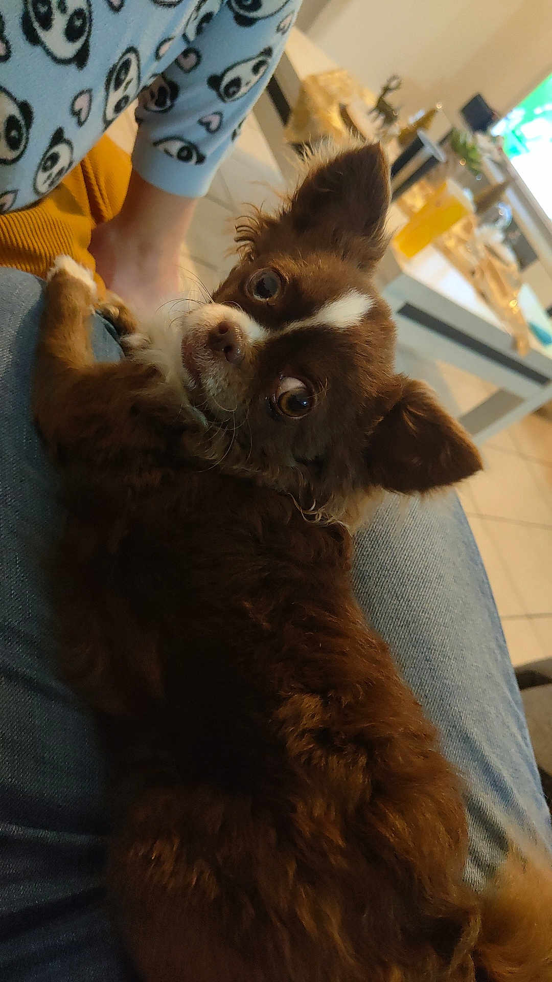 Praline participe au concours pour gagner de l'argent avec cette photo : dog, brown_dog, pet, lap, indoor, furniture, person, pajamas, panda_pattern, curious, relaxed, cozy, floor_tiles, table, chair, looking_back, fur, companion, home, casual
