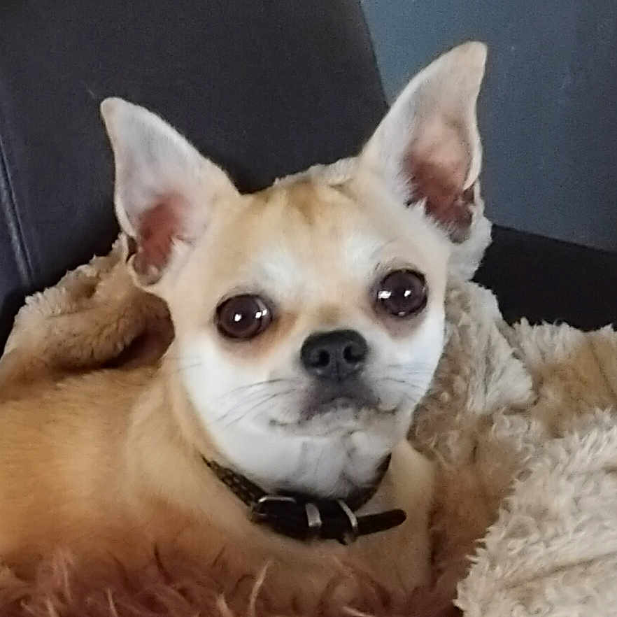 Léo a rejoint le concours — aidez-le/la à gagner de superbes lots ! animal, blanket, brown, chihuahua, close_up, collar, companion_animal, couch, cream, cute, dog, ears, eyes, face, fluffy, indoors, looking_at_camera, nose, pet, portrait