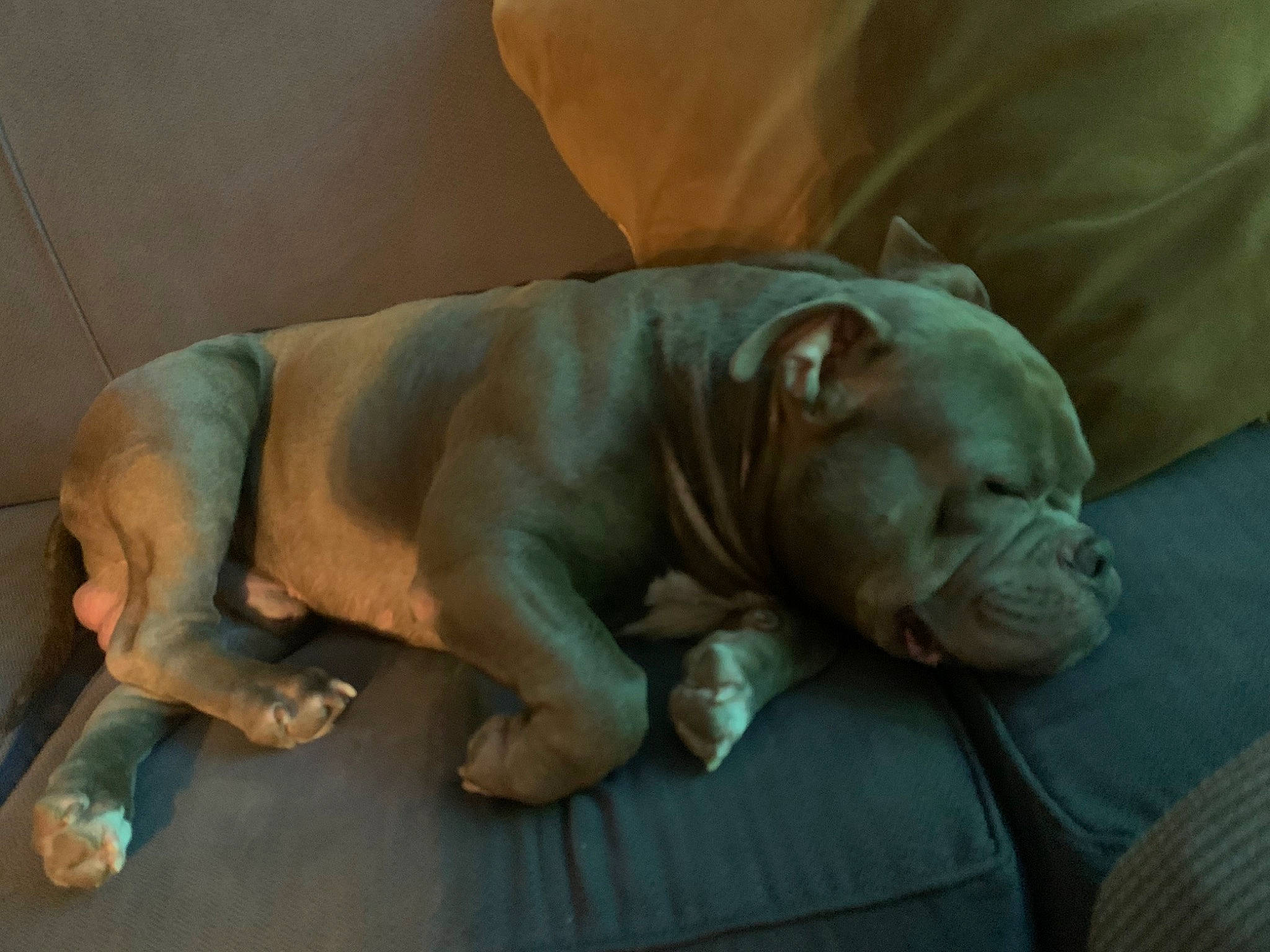 Blue joined the competition — help win amazing prizes! art, artifact, big_cats, canidae, carnivore, carving, comfort, companion_dog, dog, dog_breed, fawn, felidae, indian_rhinoceros, sculpture, snout, sporting_group, terrestrial_animal, whiskers, wildlife, wrinkle