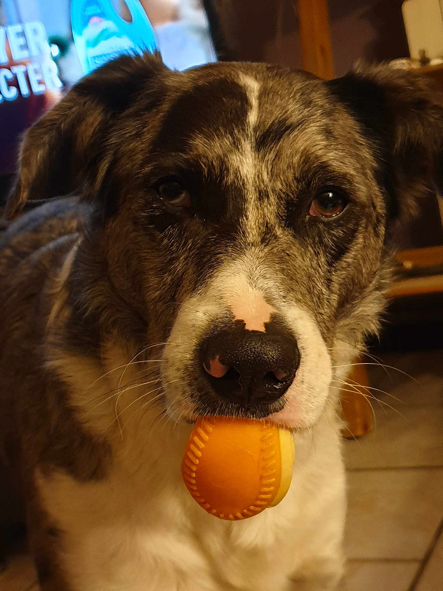 Pistache participe au concours pour gagner de l'argent avec cette photo : dog, canine, pet, close_up, portrait, nose, toy, ball, indoor, brown_fur, white_fur, whiskers, eyes, mouth, playful, living_room, floor_tile, furniture, ears, attention