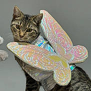 Karla Stefanny Ozejo joined the competition — help win amazing prizes! cat, tabby, costume, butterfly_wings, pet, animal, indoor, gray_background, curious, sitting, fur, whiskers, ears, closeup, domestic_cat, cute, playful, mischievous, portrait, iridescent