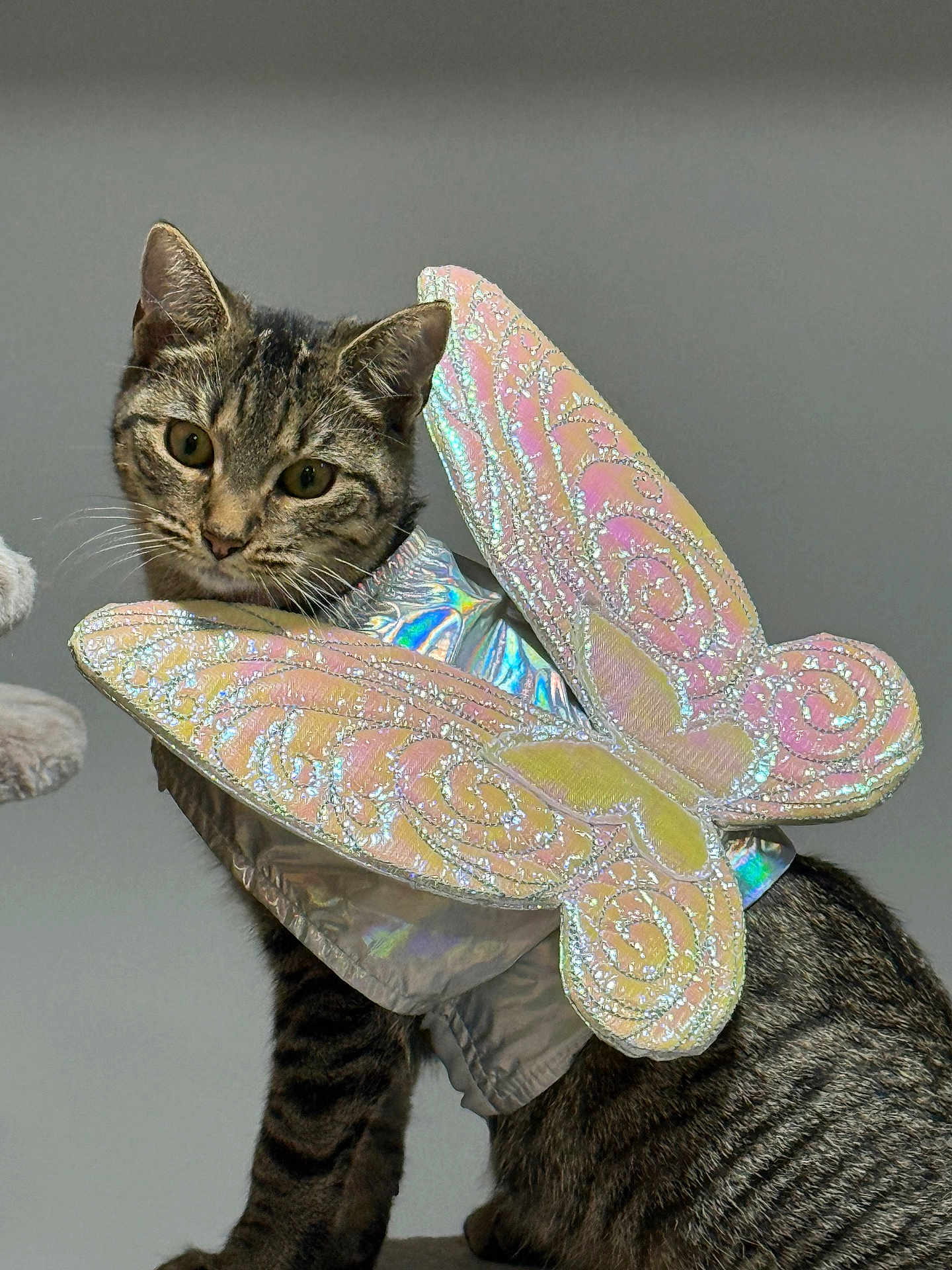 Karla Stefanny Ozejo joined the competition — help win amazing prizes! cat, tabby, costume, butterfly_wings, pet, animal, indoor, gray_background, curious, sitting, fur, whiskers, ears, closeup, domestic_cat, cute, playful, mischievous, portrait, iridescent