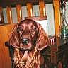 Vigor participe au concours pour gagner de l'argent avec cette photo : building, carnivore, companion_dog, dog, dog_breed, event, flooring, fur, hardwood, house, liver, snout, sporting_group, wood, wood_stain, working_animal