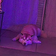 Luky a rejoint le concours — aidez-le/la à gagner de superbes lots ! dog, sleeping, indoor, purple_light, floor, relaxing, pet, canine, quiet, resting, animal, fur, ears, closed_eyes, tile_floor, home, peaceful, calm, cute, napping