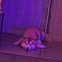 dog, sleeping, indoor, purple_light, floor, relaxing, pet, canine, quiet, resting, animal, fur, ears, closed_eyes, tile_floor, home, peaceful, calm, cute, napping