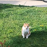 Alastor joined the competition — help win amazing prizes! animal, cat, daylight, ears, flower, fur, garden, grass, greenery, ground, nature, outdoor, pet, plant, sidewalk, sitting, sunlight, tail, whiskers, yellow_flower