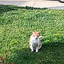 animal, cat, daylight, ears, flower, fur, garden, grass, greenery, ground, nature, outdoor, pet, plant, sidewalk, sitting, sunlight, tail, whiskers, yellow_flower
