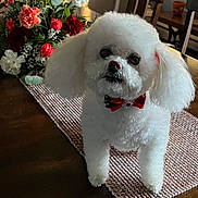 Tinker is registered to the contest to win money with this photo: dog, white_dog, bow_tie, table, table_runner, flowers, flower_arrangement, dining_room, wooden_table, chair, natural_light, window, blinds, indoor, pet, cute, fluffy, small_dog, decor, cozy