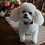 dog, white_dog, bow_tie, table, table_runner, flowers, flower_arrangement, dining_room, wooden_table, chair, natural_light, window, blinds, indoor, pet, cute, fluffy, small_dog, decor, cozy