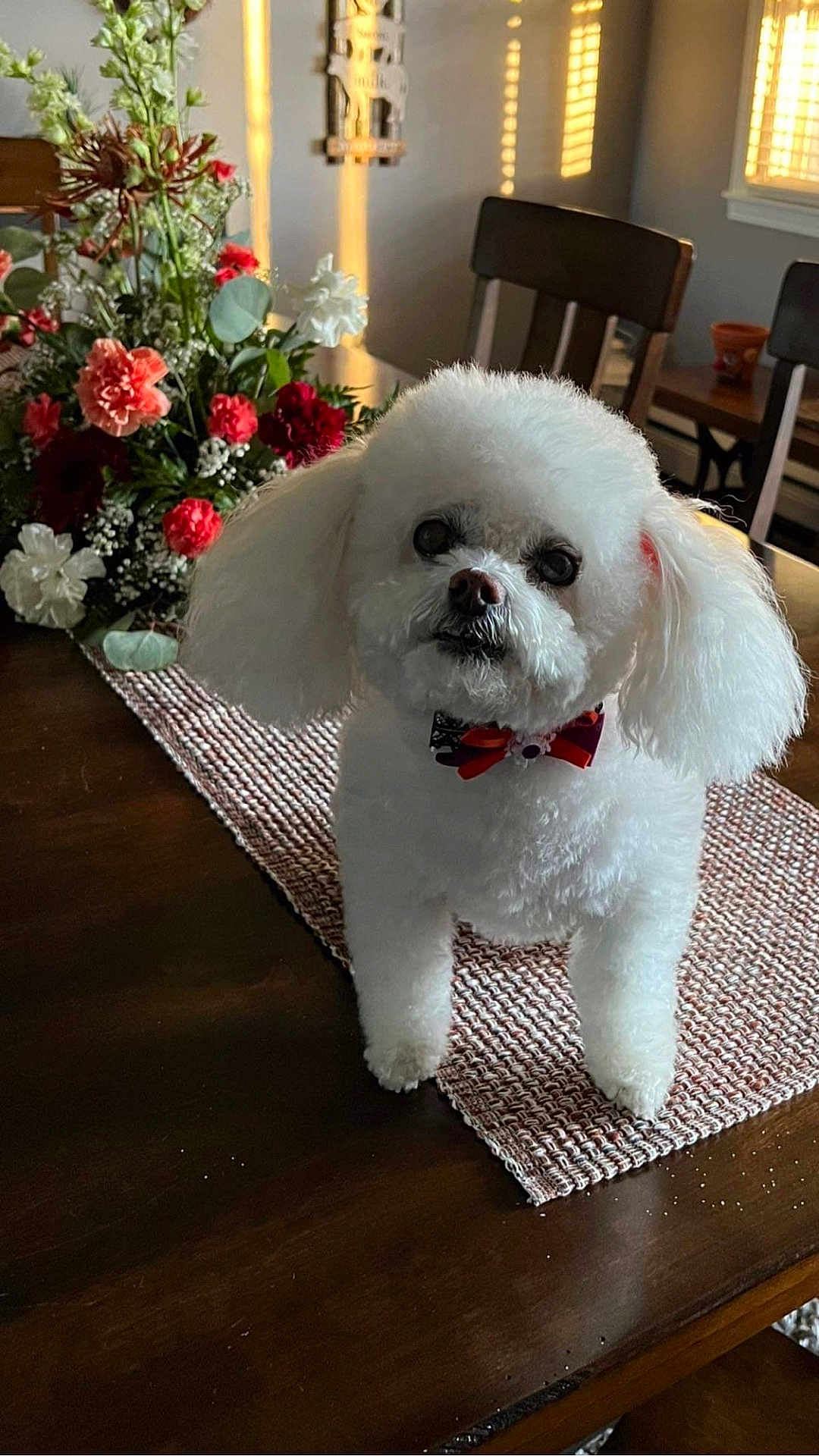 Tinker is registered to the contest to win money with this photo: dog, white_dog, bow_tie, table, table_runner, flowers, flower_arrangement, dining_room, wooden_table, chair, natural_light, window, blinds, indoor, pet, cute, fluffy, small_dog, decor, cozy
