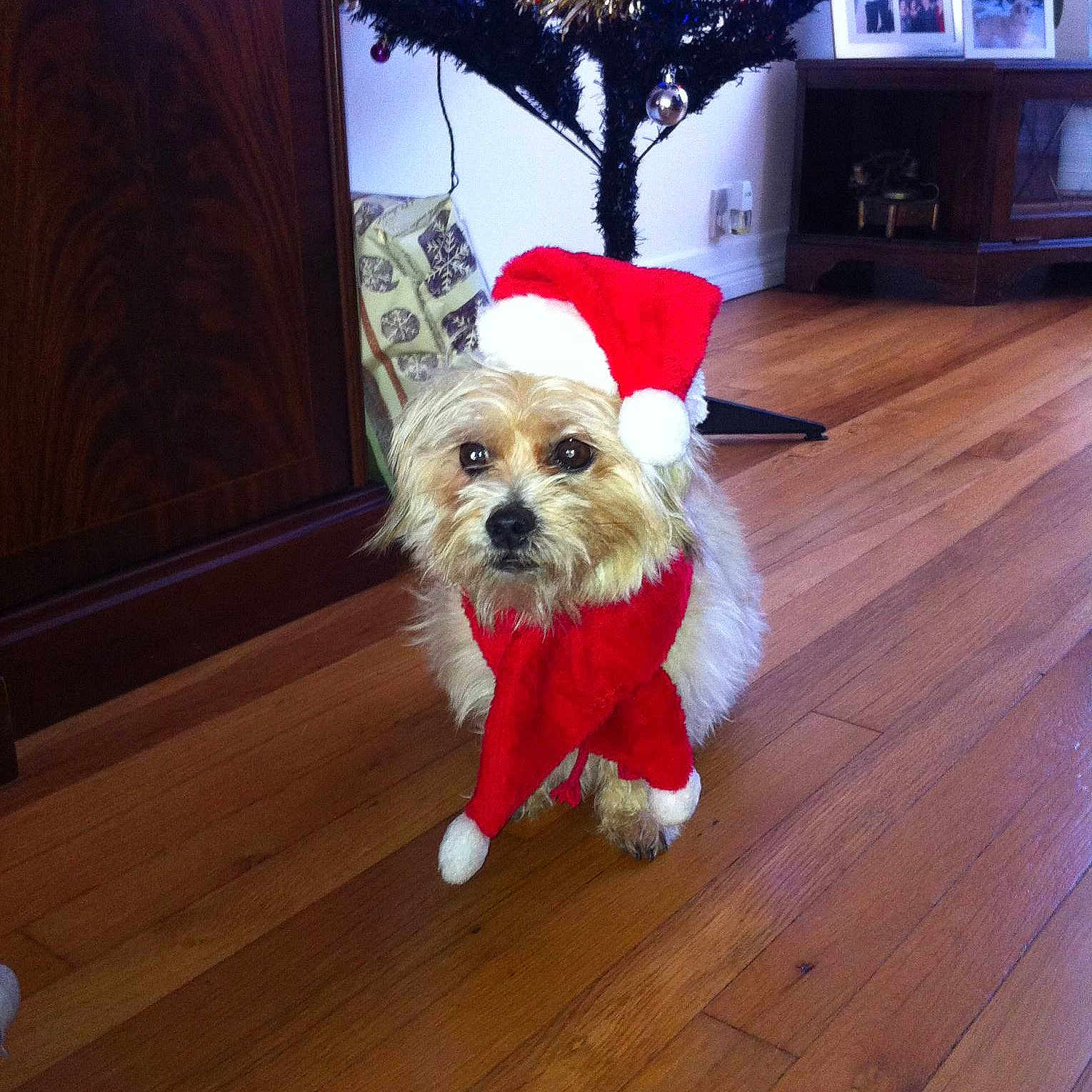Maisie is registered to the contest to win money with this photo: