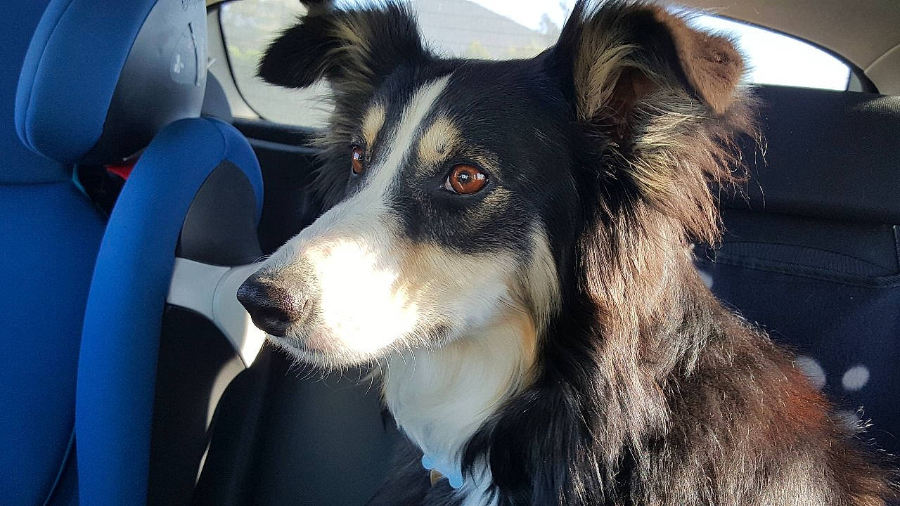 Myrcella participe au concours pour gagner de l'argent avec cette photo : australian_collie, canidae, carnivore, collar, companion_dog, dog, dog_breed, dog_collar, eye, fur, head, herding_dog, iris, jaw, snout, sporting_group, terrestrial_animal, whiskers, working_animal, working_dog