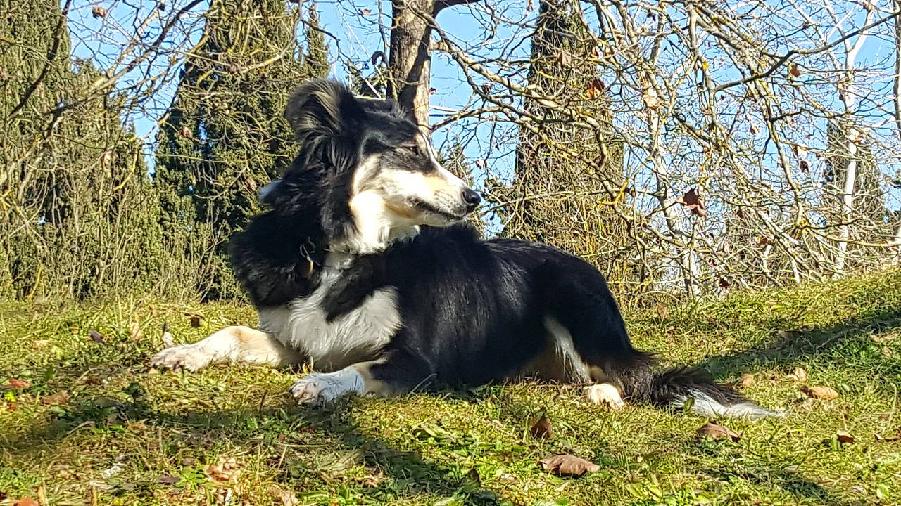 Myrcella a rejoint le concours — aidez-le/la à gagner de superbes lots ! border_collie, canidae, carnivore, collie, companion_dog, dog, dog_breed, fur, grass, herding_dog, plant, recreation, sky, snout, sporting_group, tail, terrestrial_animal, tree, working_animal, working_dog