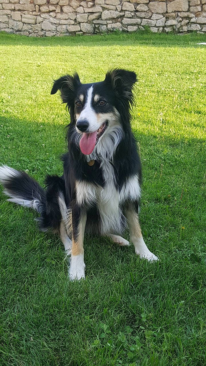 Myrcella participe au concours pour gagner de l'argent avec cette photo : animal_sports, australian_collie, australian_shepherd, border_collie, canidae, carnivore, chair, companion_dog, dog, dog_breed, dog_sports, fur, grass, gun_dog, herding_dog, plant, recreation, sporting_group, tail, working_dog