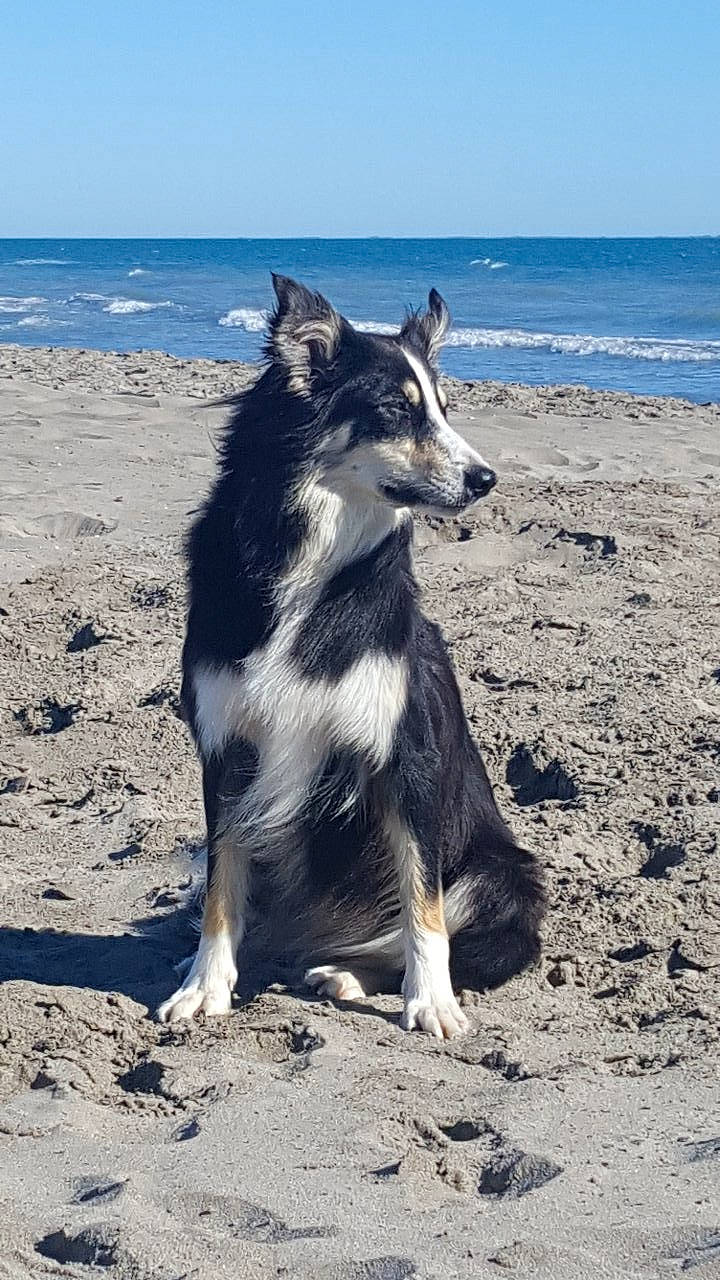Myrcella a rejoint le concours — aidez-le/la à gagner de superbes lots ! beach, canidae, carnivore, coast, dog, dog_breed, herding_dog, horizon, ocean, sand, sea, siberian_husky, sky, soil, sporting_group, water, wave, wind_wave, working_animal, working_dog