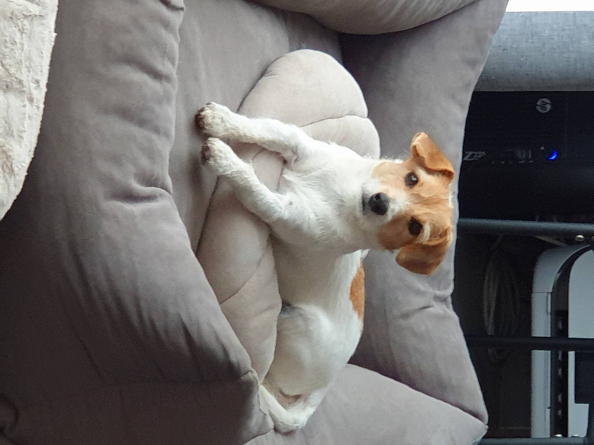 Olaf a rejoint le concours — aidez-le/la à gagner de superbes lots ! canidae, carnivore, comfort, companion_dog, corgi_chihuahua, couch, dog, dog_breed, fawn, felidae, fur, human_leg, paw, pomeranian, puppy, spitz, sporting_group, toy_dog, whiskers, white