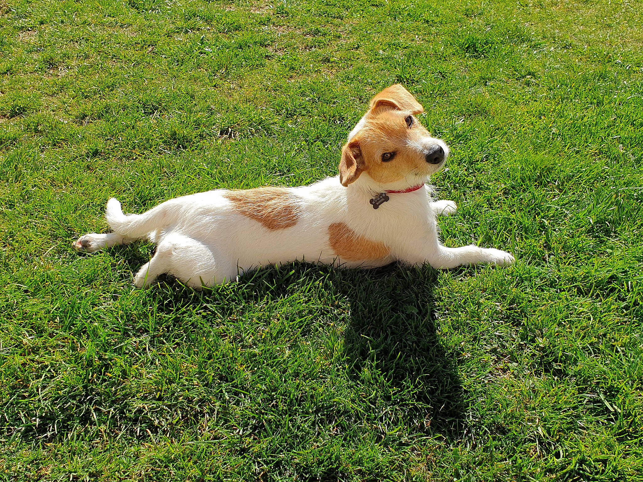 Olaf a rejoint le concours — aidez-le/la à gagner de superbes lots ! canidae, carnivore, companion_dog, dog, dog_breed, fawn, grass, grassland, groundcover, lawn, pasture, paw, people_in_nature, plant, prairie, snout, sporting_group, tail, terrestrial_animal, toy