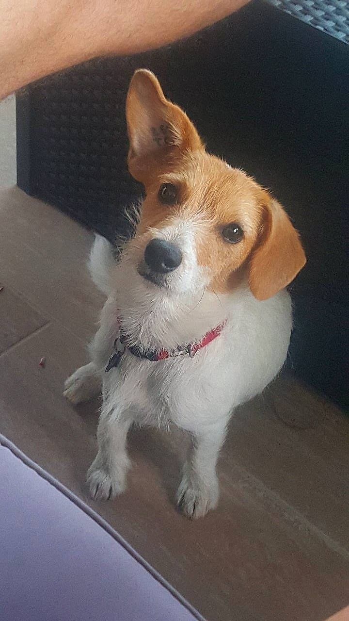 Olaf participe au concours pour gagner de l'argent avec cette photo : canidae, carnivore, collar, companion_dog, dog, dog_breed, door, flooring, irishjacks, paw, sporting_group, terrestrial_animal, whiskers, working_animal