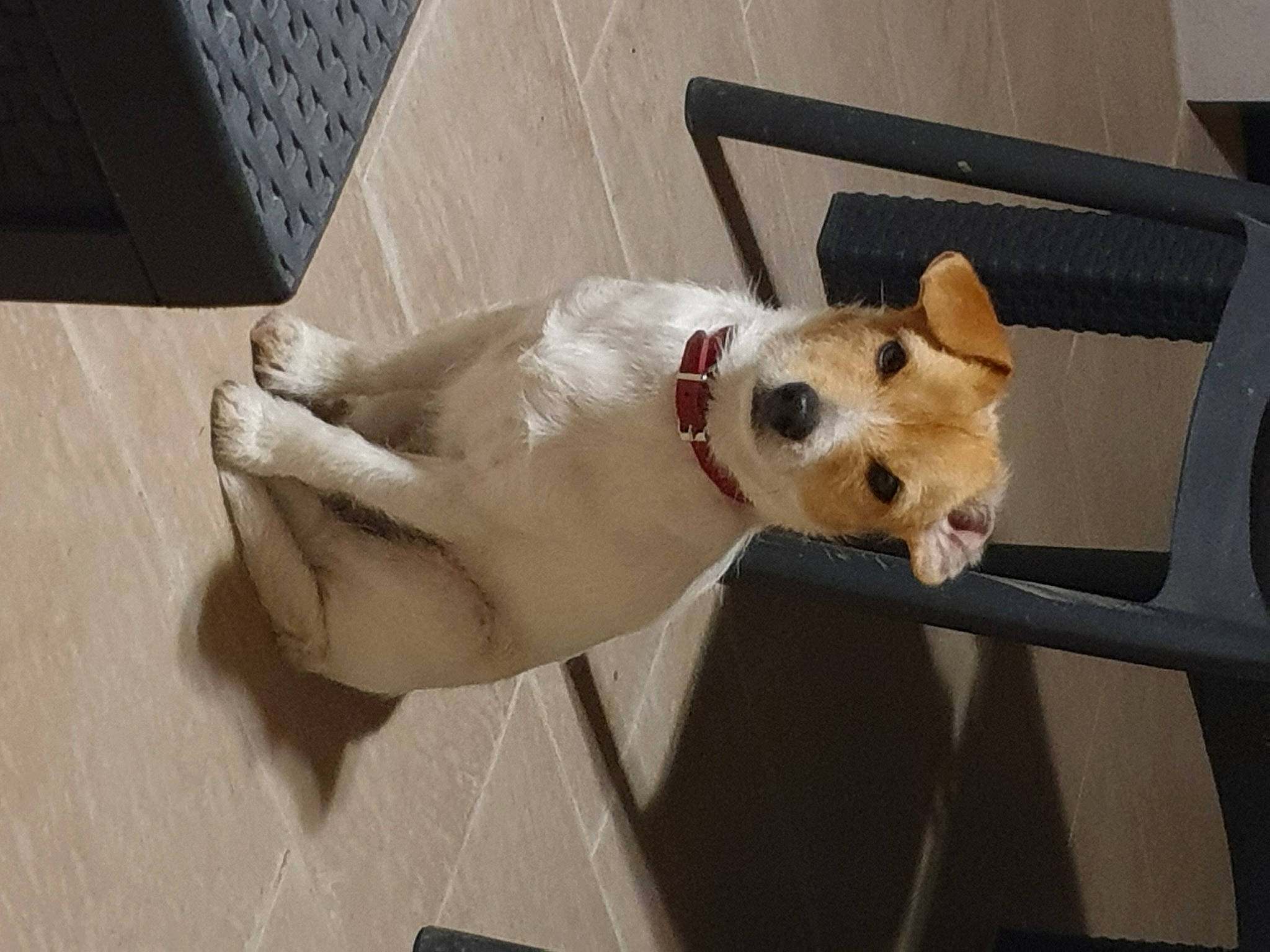 Olaf a rejoint le concours — aidez-le/la à gagner de superbes lots ! ball, canidae, carnivore, collar, companion_dog, dog, dog_breed, dog_collar, dog_supply, fawn, flooring, football, non_sporting_group, paw, pet_supply, snout, sporting_group, stuffed_toy, toy, working_animal