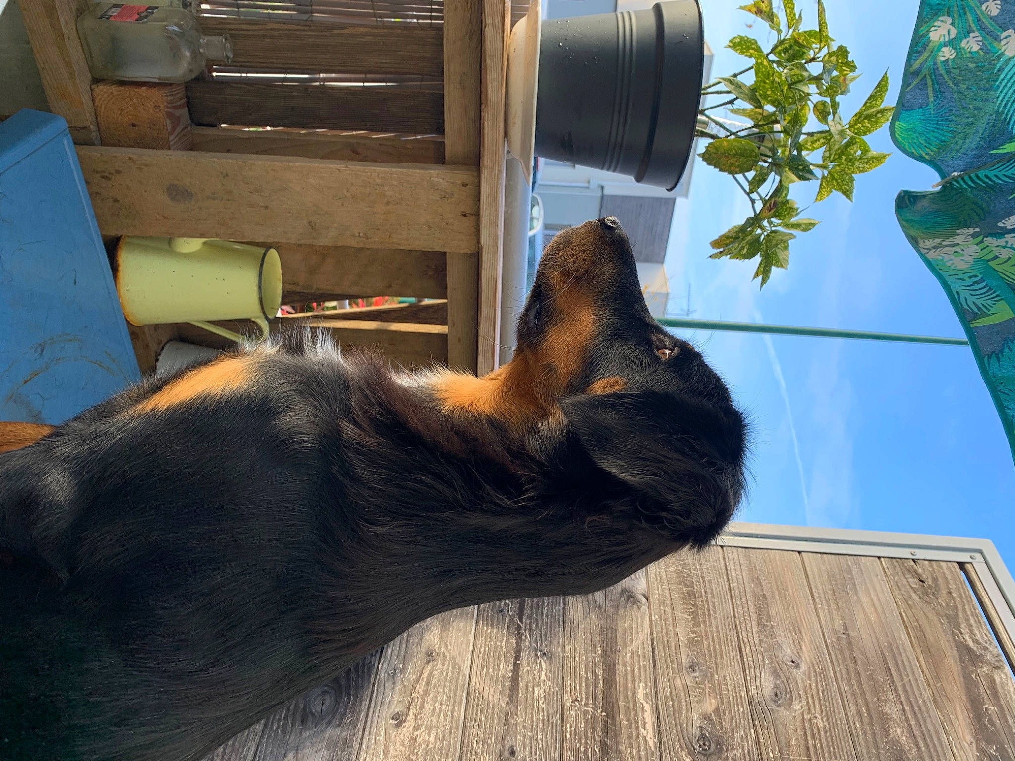 Scylla participe au concours pour gagner de l'argent avec cette photo : canidae, comfort, dog_breed, fawn, fur, hardwood, houseplant, liver, natural_material, plant, sporting_group, tail, terrestrial_animal, tints_and_shades, wood, working_animal