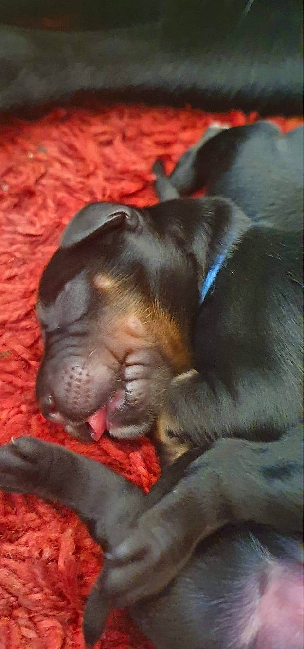 Scylla a rejoint le concours — aidez-le/la à gagner de superbes lots ! canidae, carnivore, claw, comfort, companion_dog, dog, dog_breed, ear, fawn, fur, guard_dog, liver, nail, nap, paw, sporting_group, toy_dog, whiskers, working_animal, wrinkle