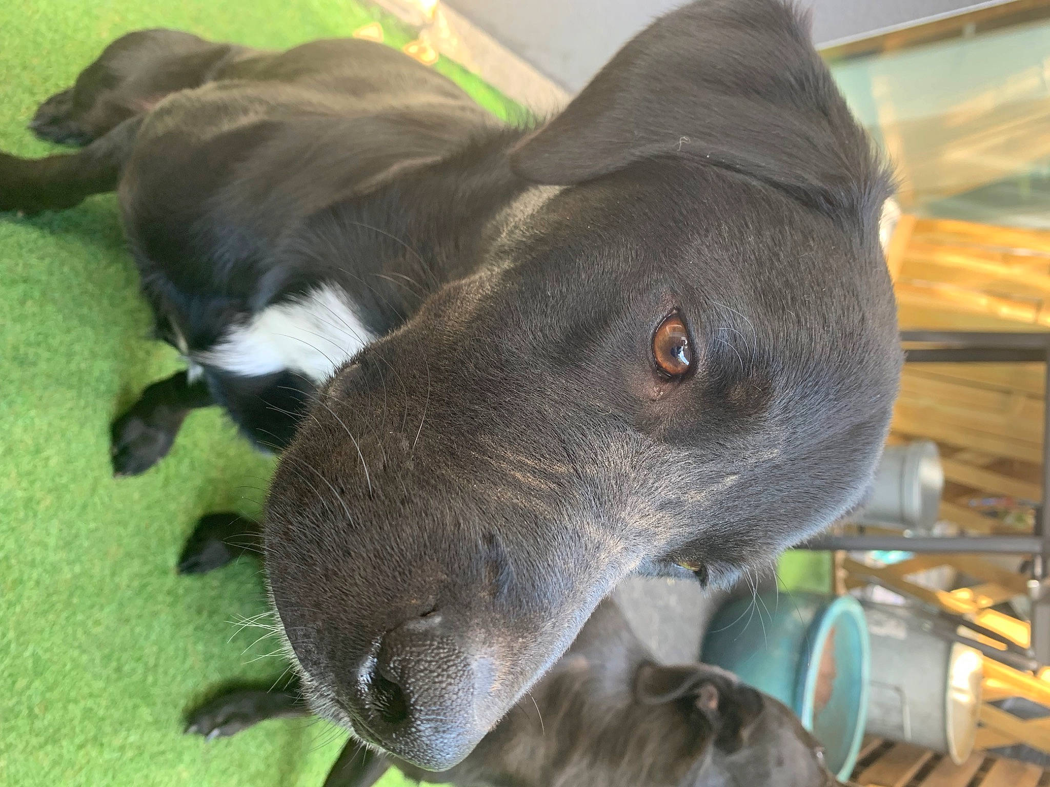 Seth participe au concours pour gagner de l'argent avec cette photo : borador, canidae, carnivore, collar, companion_dog, dog, dog_breed, dog_collar, ear, electric_blue, fawn, grass, liver, non_sporting_group, pet_supply, snout, sporting_group, terrestrial_animal, whiskers, working_animal