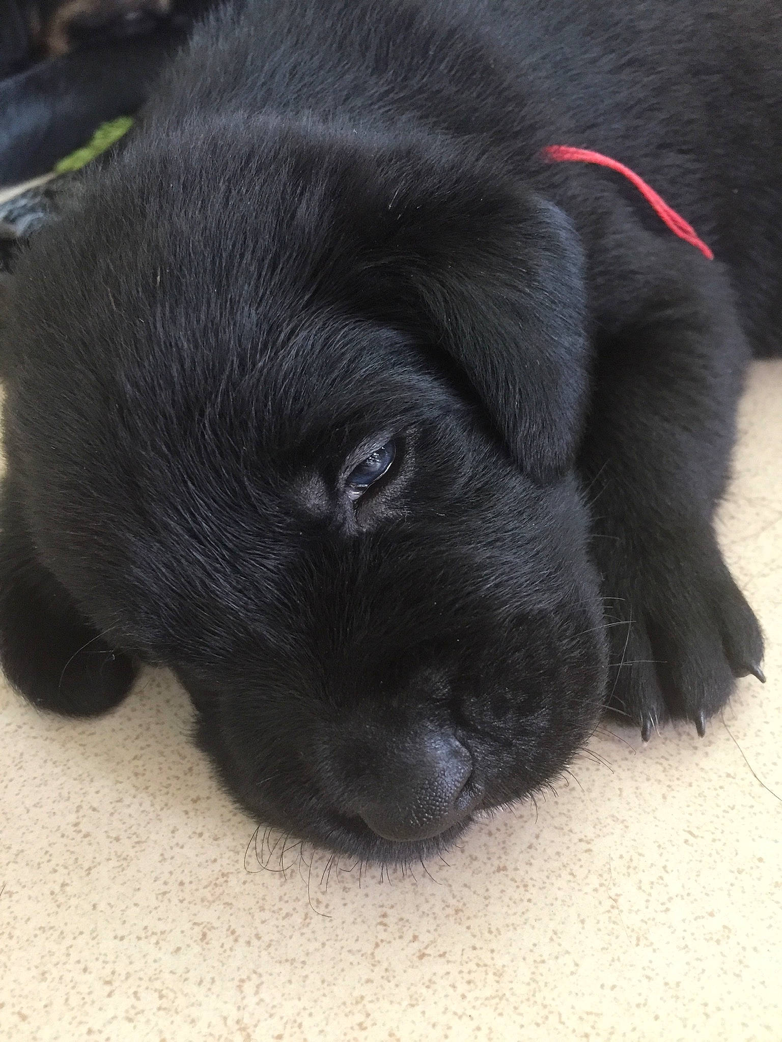 Seth participe au concours pour gagner de l'argent avec cette photo : borador, canidae, carnivore, comfort, companion_dog, dog, dog_breed, fur, gun_dog, liver, non_sporting_group, sporting_group, terrestrial_animal, whiskers, working_animal