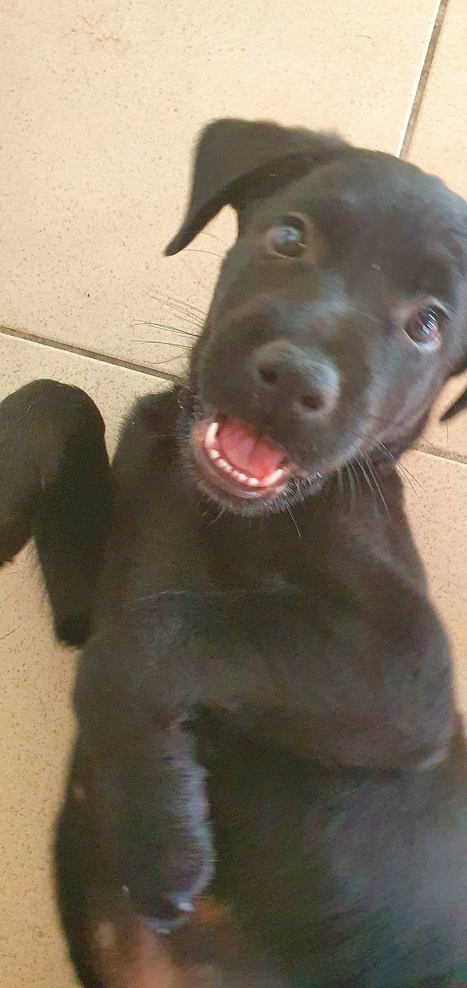 Loki a rejoint le concours — aidez-le/la à gagner de superbes lots ! borador, canidae, carnivore, collar, companion_dog, dog, dog_breed, dog_collar, fur, gun_dog, hunting_dog, liver, plant, retriever, snout, sporting_group, terrestrial_animal, whiskers, working_animal