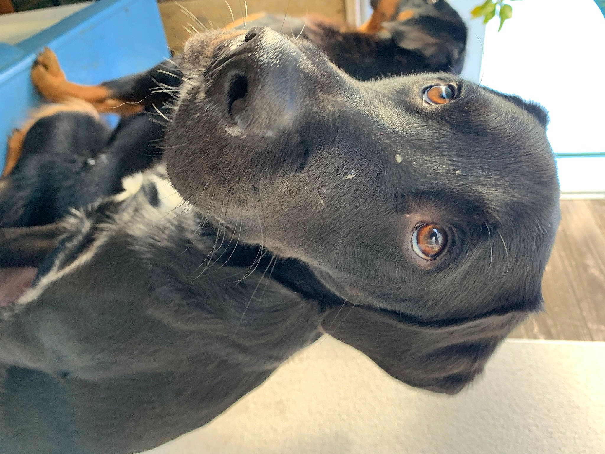 Loki participe au concours pour gagner de l'argent avec cette photo : borador, canidae, carnivore, collar, companion_dog, dog, dog_breed, dog_collar, ear, electric_blue, fang, fawn, fur, guard_dog, jaw, pet_supply, snout, sporting_group, whiskers, working_animal