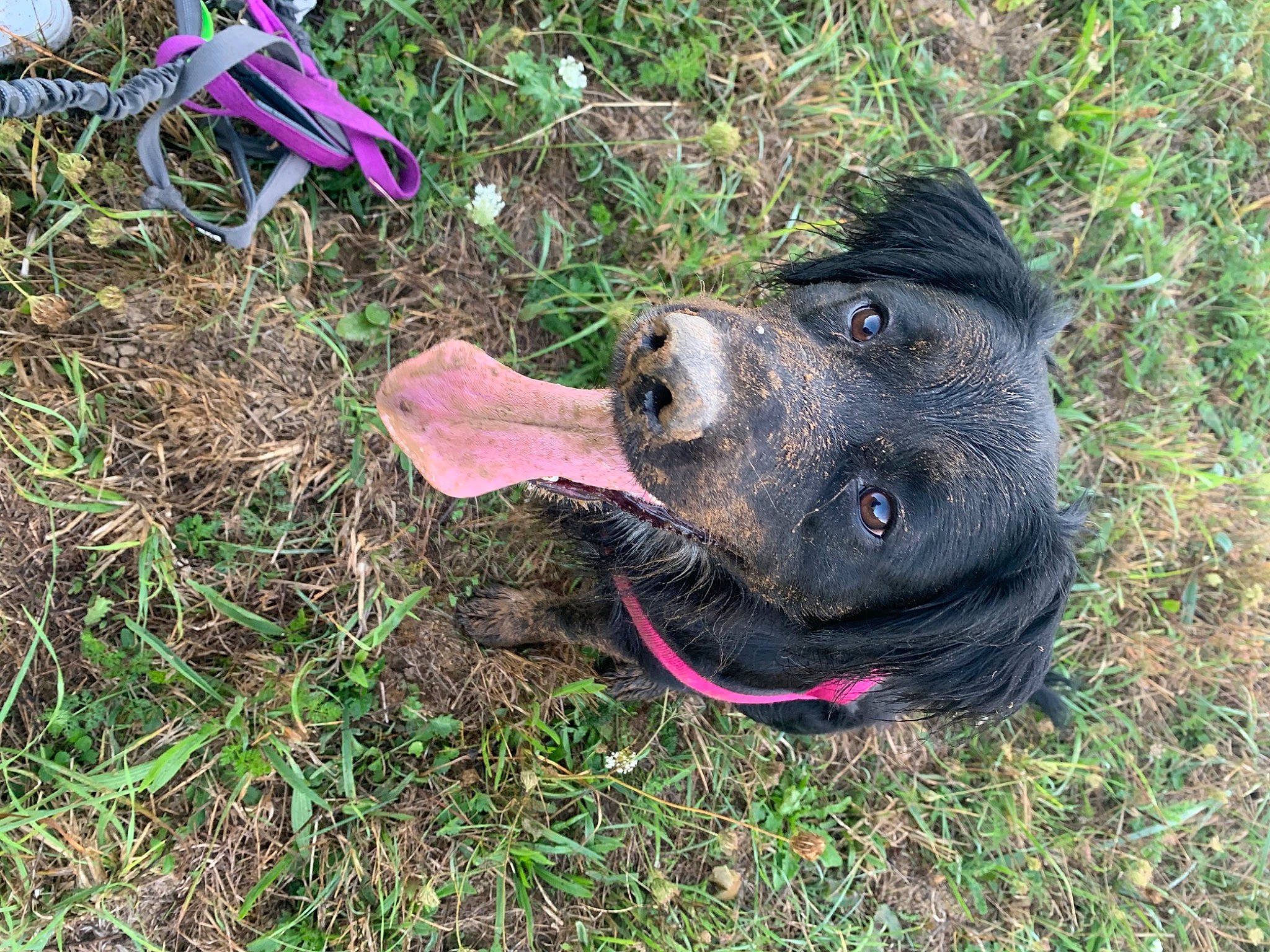 Hera a rejoint le concours — aidez-le/la à gagner de superbes lots ! borador, carnivore, collar, companion_dog, dog, dog_breed, dog_collar, dog_supply, fashion_accessory, grass, guard_dog, hunting_dog, leash, non_sporting_group, personal_protective_equipment, sporting_group, terrestrial_animal, whiskers, working_animal, working_dog