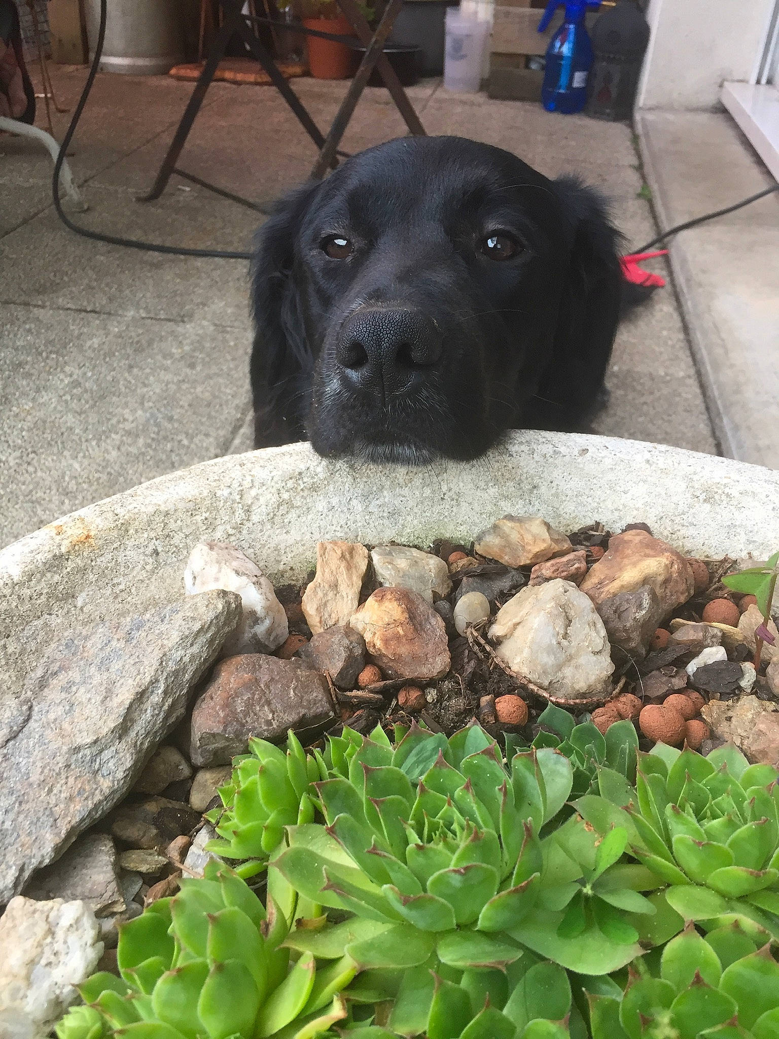 Hera participe au concours pour gagner de l'argent avec cette photo : carnivore, companion_dog, dog, dog_breed, floor, flooring, grass, groundcover, herbaceous_plant, landscape, mammal, pet_supply, plant, road_surface, snout, tail, terrestrial_animal, terrestrial_plant, vertebrate, working_animal
