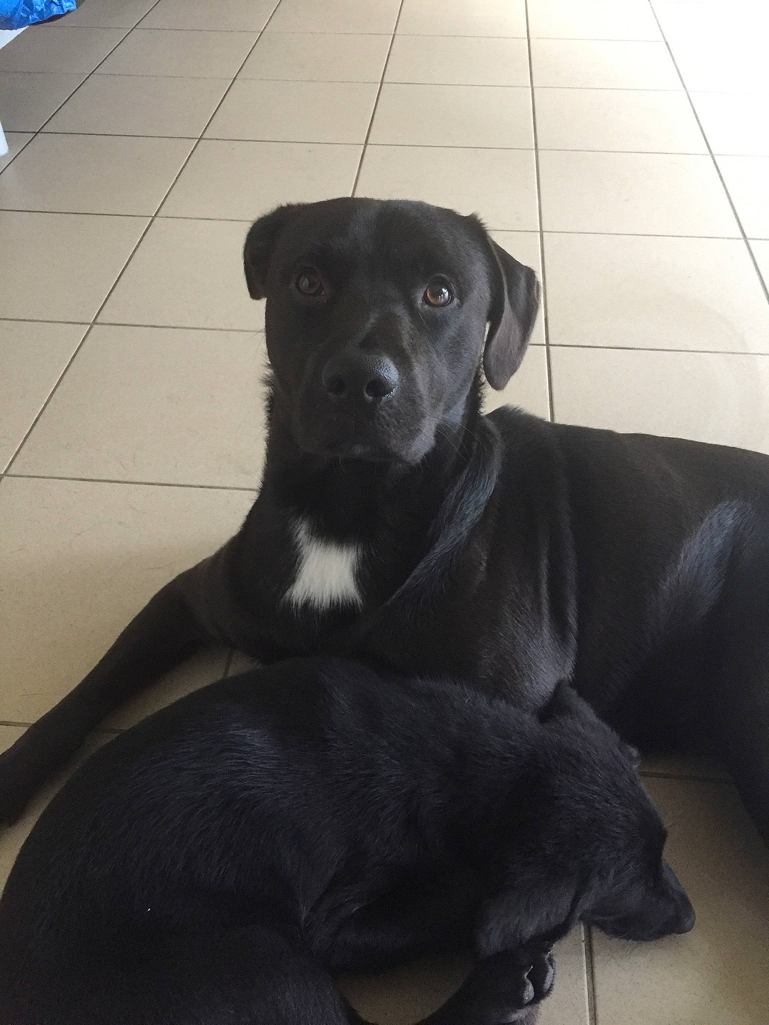 Hades participe au concours pour gagner de l'argent avec cette photo : borador, carnivore, collar, comfort, companion_dog, dog, dog_breed, dog_collar, flooring, fur, guard_dog, gun_dog, pet_supply, terrestrial_animal, whiskers, working_animal