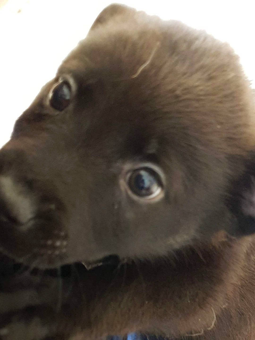 Hades participe au concours pour gagner de l'argent avec cette photo : canidae, carnivore, dog, dog_breed, ear, eye, fur, liver, snout, sporting_group, terrestrial_animal, whiskers, wildlife, working_animal