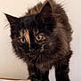 kitten, cat, tortoiseshell, fur, pet, animal, cute, whiskers, ears, eyes, paws, curious, young, indoor, feline, portrait, small, fluffy, closeup, adorable