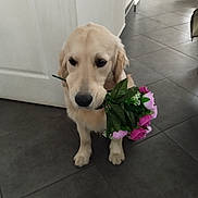 Ulko participe au concours pour gagner de l'argent avec cette photo : adorable, animal, canine, cute, dog, domestic_animal, floor_tiles, flower_bouquet, friendly, gentle, golden_retriever, green_leaves, house, indoor, pet, pink_flowers, puppy, standing, tile_floor, young_dog