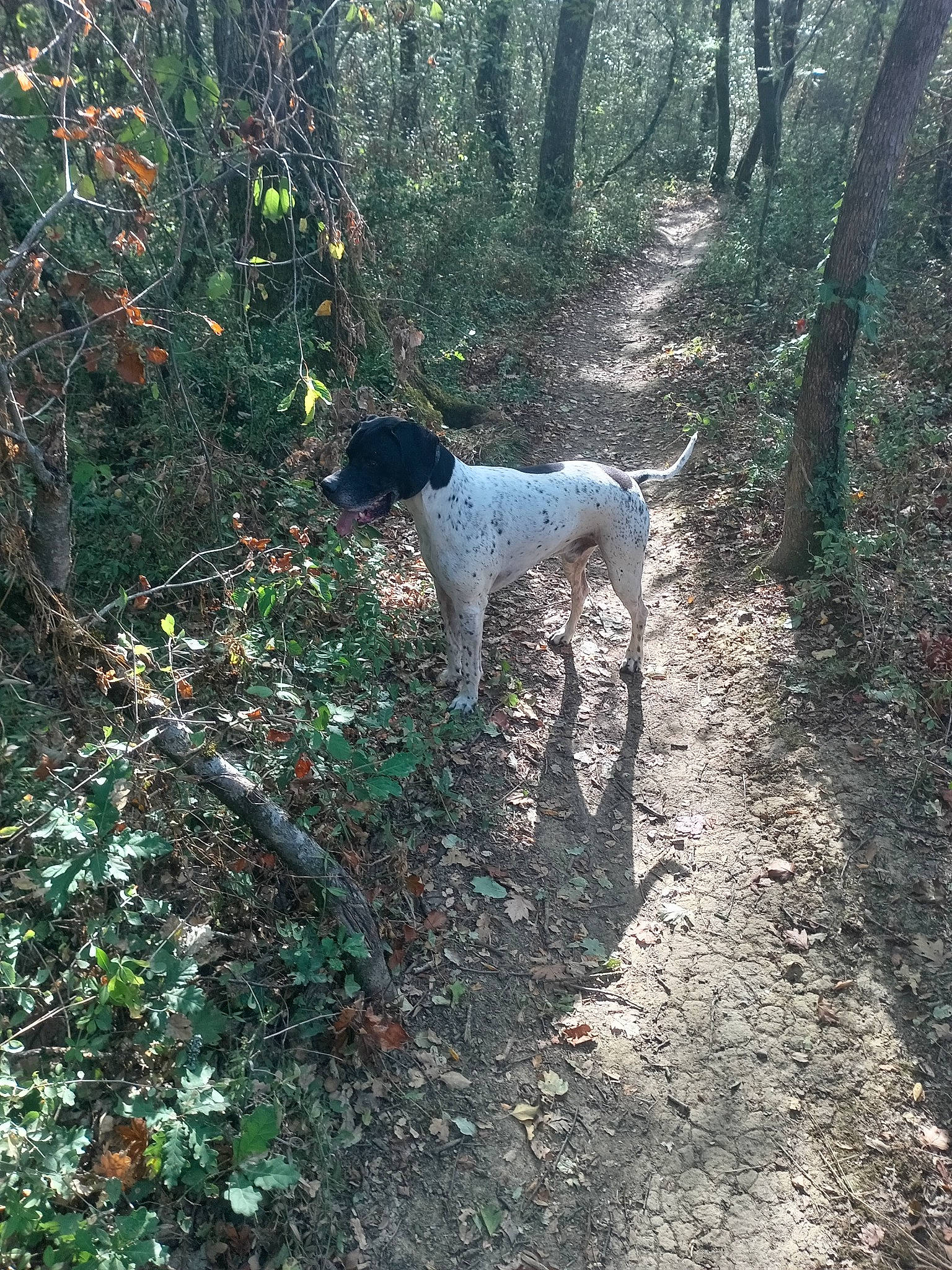 Magnum a rejoint le concours — aidez-le/la à gagner de superbes lots ! biome, braque_francais, canidae, carnivore, dog, dog_breed, fawn, forest, grass, groundcover, gun_dog, leaf, natural_landscape, plant, shrub, soil, tail, tree, woodland, working_animal