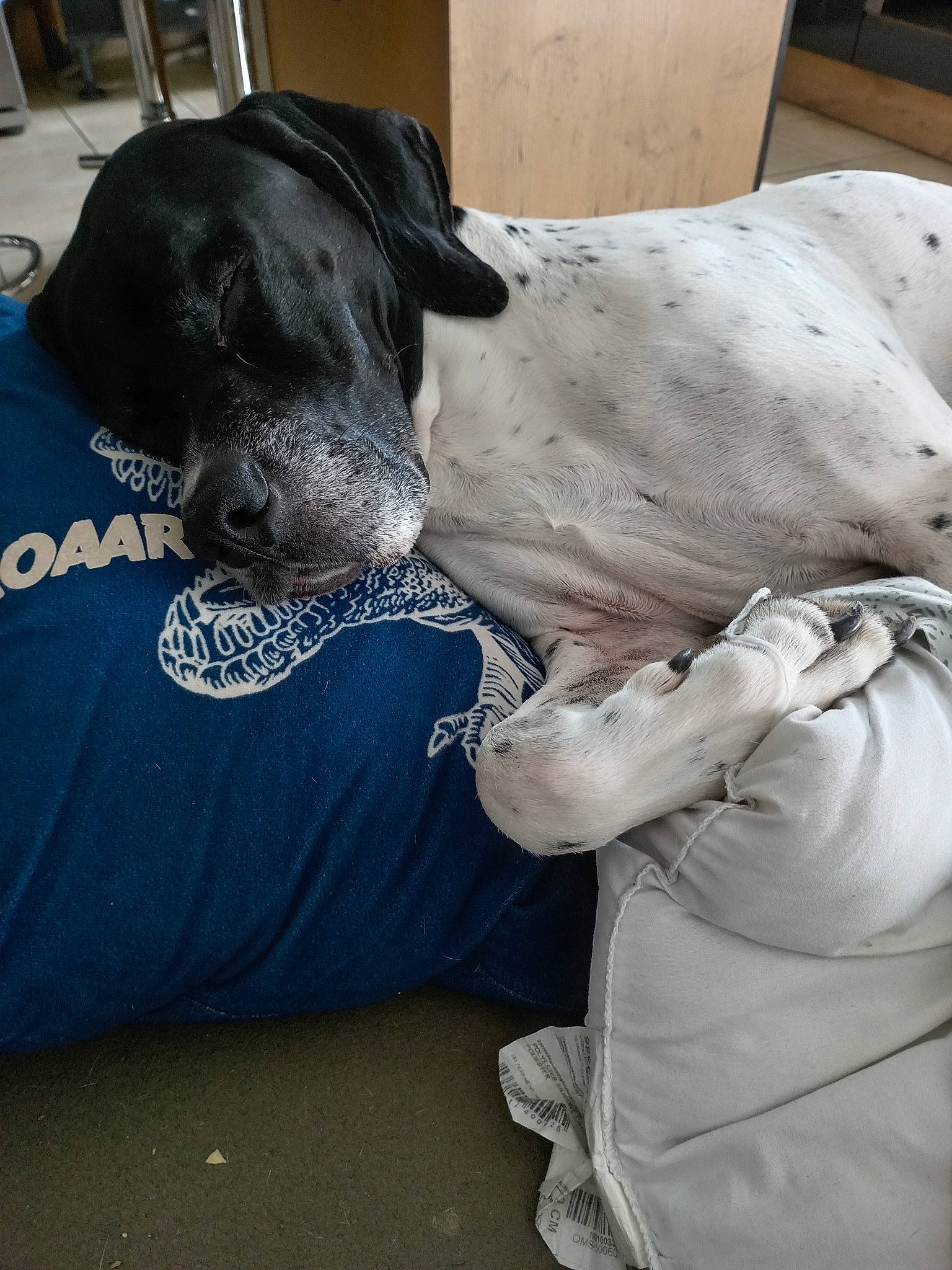 Magnum a rejoint le concours — aidez-le/la à gagner de superbes lots ! borador, canidae, carnivore, collar, comfort, companion_dog, dog, dog_breed, dog_collar, dog_supply, fawn, fur, great_dane, grey, guard_dog, gun_dog, pointing_breed, snout, sporting_group, working_animal