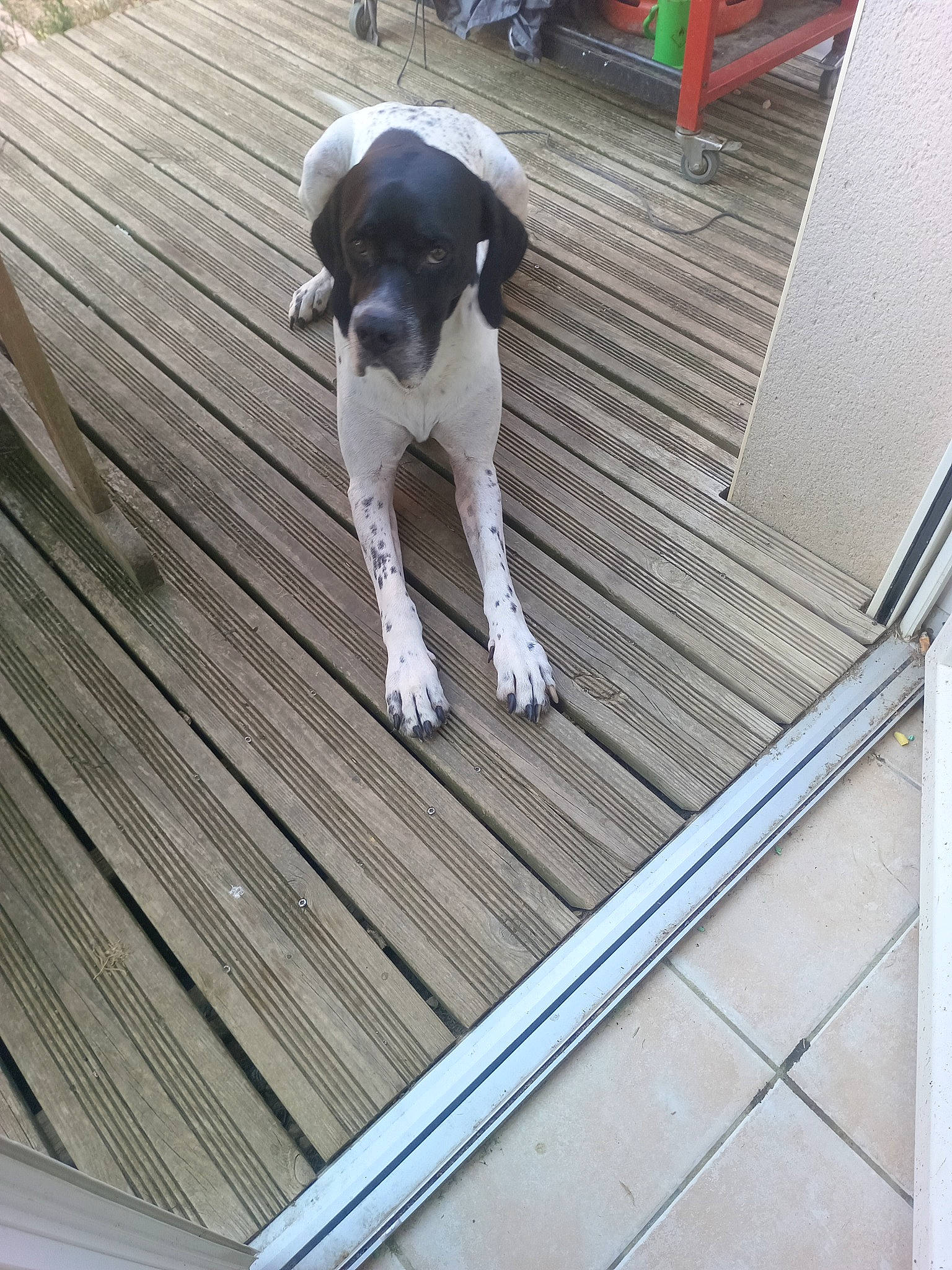 Magnum a rejoint le concours — aidez-le/la à gagner de superbes lots ! canidae, carnivore, companion_dog, deck, dog, dog_breed, floor, flooring, hardwood, laminate_flooring, non_sporting_group, plank, roof, snout, sporting_group, tail, wood, wood_flooring, wood_stain, working_animal