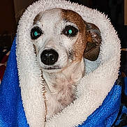 Churro is registered to the contest to win money with this photo: dog, blanket, blue, white, cozy, indoor, pet, animal, fur, portrait, wrapped, cute, small_dog, shiny_eyes, comfort, snug, face, canine, warm, resting