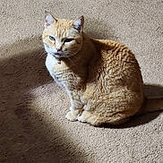 Katie joined the competition — help win amazing prizes! animal, carpet, cat, collar, cute, domestic_cat, ears, eyes, feline, fur, ginger_cat, indoor, mammal, pet, portrait, resting, shadow, sitting, sunlight, whiskers