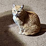 animal, carpet, cat, collar, cute, domestic_cat, ears, eyes, feline, fur, ginger_cat, indoor, mammal, pet, portrait, resting, shadow, sitting, sunlight, whiskers