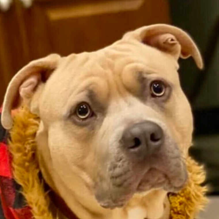 Drax