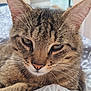 cat, tabby, close_up, fur, whiskers, ears, nose, eyes, pet, animal, indoor, blanket, pattern, resting, cute, feline, relaxed, soft_light, cozy, domestic
