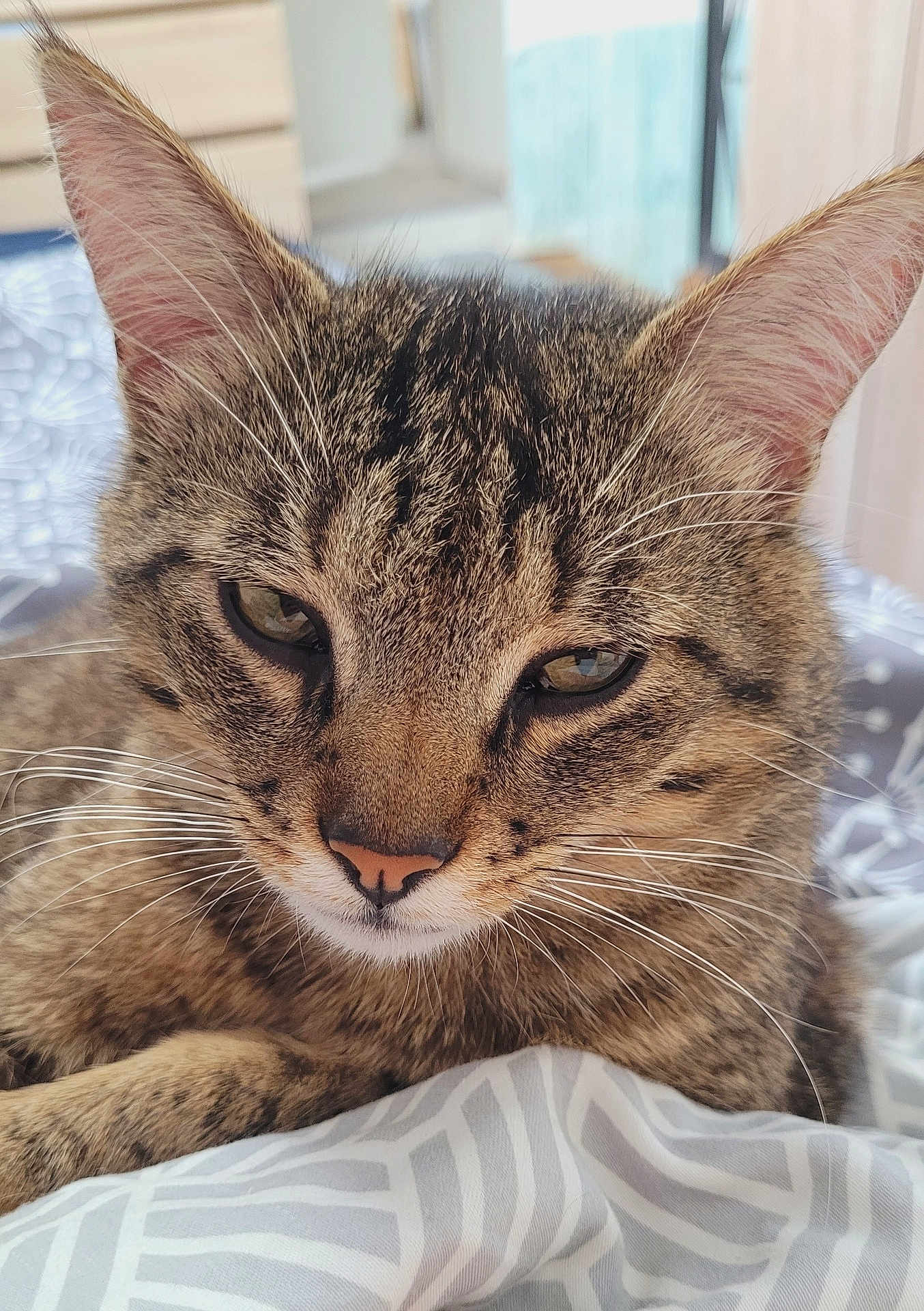 Lucky a rejoint le concours — aidez-le/la à gagner de superbes lots ! cat, tabby, close_up, fur, whiskers, ears, nose, eyes, pet, animal, indoor, blanket, pattern, resting, cute, feline, relaxed, soft_light, cozy, domestic